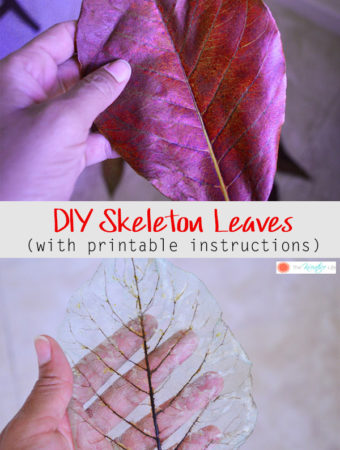 This diy skeleton leaf tutorial will show you how to make skeleton leaves to use as decor in your home. - The Kreative Life